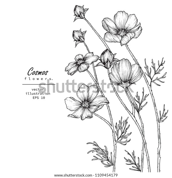 \
Sketch Floral Botany Collection.\
Cosmos flower drawings. Black and white with line art on white\
backgrounds. Hand Drawn Botanical\
Illustrations.\
