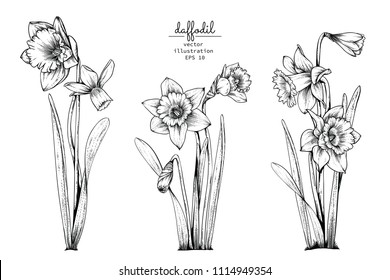 Sketch Floral Botany Collection. Daffodil or Narcissus flower drawings. Black and white with line art on white backgrounds. Hand Drawn Botanical Illustrations.Vector.