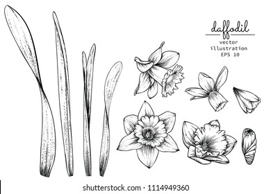 Sketch Floral Botany Collection. Daffodil or Narcissus flower drawings. Black and white with line art on white backgrounds. Hand Drawn Botanical Illustrations.Vector.