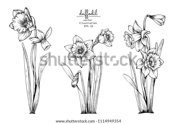 すべての花の画像 無料印刷可能水仙 白黒