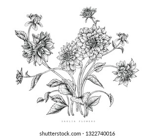 Sketch Floral Botany Collection. Dahlia flower drawings. Black and white with line art on white backgrounds. Hand Drawn Botanical Illustrations.Vector.