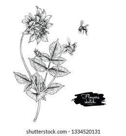 Sketch Floral Botany Collection. Dahlia flower drawings. Black and white with line art on white backgrounds. Hand Drawn Botanical Illustrations.Vector.