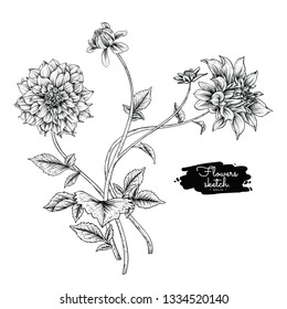 Sketch Floral Botany Collection. Dahlia flower drawings. Black and white with line art on white backgrounds. Hand Drawn Botanical Illustrations.Vector.