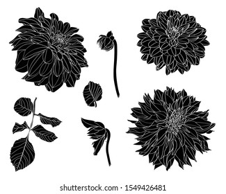 Sketch Floral Botany Collection. Dahlia flower, leaves and buds drawings. Line art on white backgrounds. Hand Drawn Botanical Illustrations.