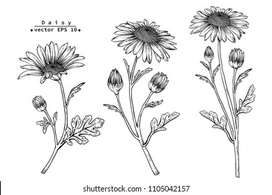 Sketch Floral Botany Collection. Daisy flower drawings. Black and white with line art on white backgrounds. Hand Drawn Botanical Illustrations. 