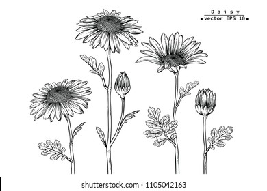 Sketch Floral Botany Collection. Daisy flower drawings. Black and white with line art on white backgrounds. Hand Drawn Botanical Illustrations. 