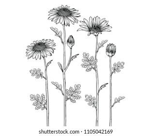 Sketch Floral Botany Collection. Daisy flower drawings. Black and white with line art on white backgrounds. Hand Drawn Botanical Illustrations. 