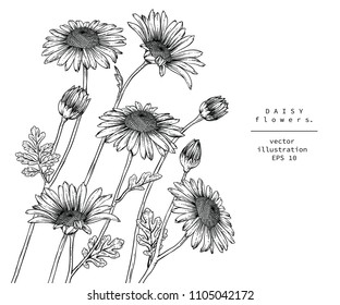 Sketch Floral Botany Collection. Daisy flower drawings. Black and white with line art on white backgrounds. Hand Drawn Botanical Illustrations. 