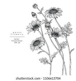 
Sketch Floral Botany Collection. Daisy flower drawings. Black and white with line art on white backgrounds. Hand Drawn Botanical Illustrations.
