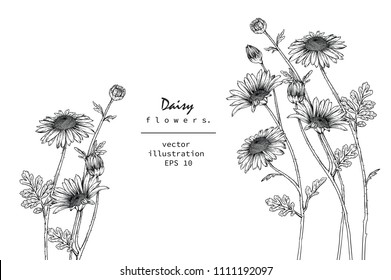 Sketch Floral Botany Collection. Daisy flower drawings. Black and white with line art on white backgrounds. Hand Drawn Botanical Illustrations.Vector.