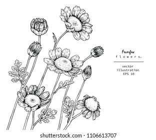 
Sketch Floral Botany Collection. Feverfew flower drawings. Black and white with line art on white backgrounds. Hand Drawn Botanical Illustrations.
