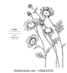 
Sketch Floral Botany Collection. Feverfew flower drawings. Black and white with line art on white backgrounds. Hand Drawn Botanical Illustrations.
