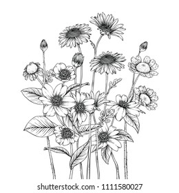 Sketch Floral Botany Collection. Feverfew, Camellia and Daisy flower drawings. Black and white with line art on white backgrounds. Hand Drawn Botanical Illustrations.Vector.