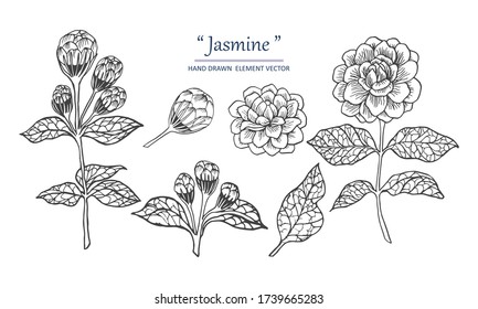 Sketch Floral Botany Collection. Flower Jasmine and leaves drawings. Black and white with line art on white backgrounds. Hand Drawn Botanical Illustrations.Vector.