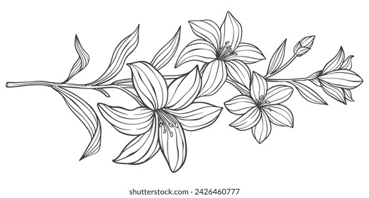 Boceto Floral Botany Colección. Dibujos de flores. Blanco y negro con líneas de arte sobre fondos blancos. Ilustraciones botánicas dibujadas a mano.Vector.