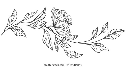 Sketch Floral Botany Collection. flower drawings. Black and white with line art on white backgrounds. Hand Drawn Botanical Illustrations.Vector.