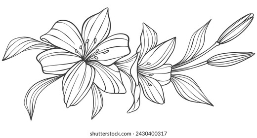 Boceto Floral Botany Colección. Dibujos de flores. Blanco y negro con líneas de arte sobre fondos blancos. Ilustraciones botánicas dibujadas a mano.Vector.