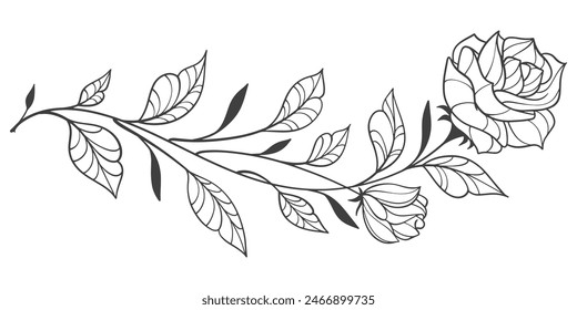 Sketch Floral Botany Collection. flower drawings. Black and white with line art on white backgrounds. Hand Drawn Botanical Illustrations.Vector.