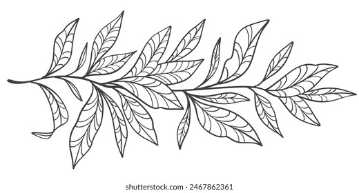 Sketch Floral Botany Collection. flower drawings. Black and white with line art on white backgrounds. Hand Drawn Botanical Illustrations.Vector.