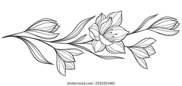 Sketch Floral Botany Collection. flower drawings. Black and white with line art on white backgrounds. Hand Drawn Botanical Illustrations.Vector eps