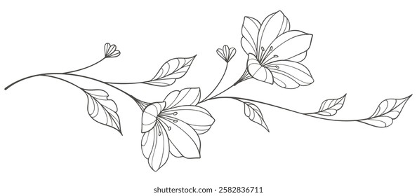 Sketch Floral Botany Collection. flower drawings. Black and white with line art on white backgrounds. Hand Drawn Botanical Illustrations.Vector.