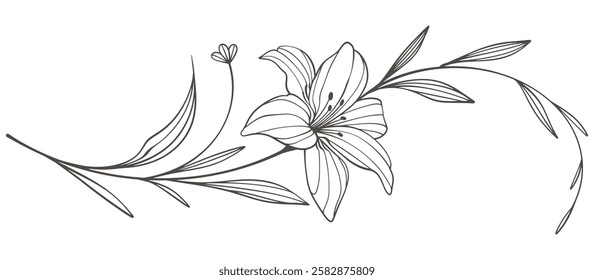 Sketch Floral Botany Collection. flower drawings. Black and white with line art on white backgrounds. Hand Drawn Botanical Illustrations. Vector eps