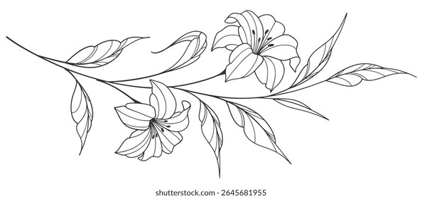 Sketch Floral Botany Collection. flower drawings. Black and white with line art on white backgrounds. Hand Drawn Botanical Illustrations.Vector.