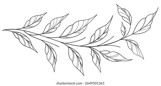 Esboço Floral Botany Collection. desenhos de flores. Preto e branco com arte de linha em fundos brancos. Ilustrações Botânicas Desenhadas À Mão. Eps vetorial