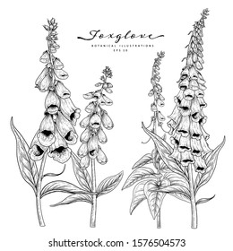 Sketch Floral Botany Collection. Foxglove flower drawings. Black and white with line art on white backgrounds. Hand Drawn Botanical Illustrations. Nature Vector.