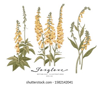 Sketch Floral Botany Collection. Foxglove flower drawings. Realistic line art on white backgrounds. Hand Drawn Botanical Illustrations. Nature Vector.