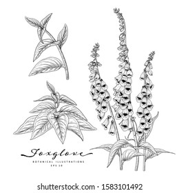 Sketch Floral Botany Collection. Foxglove flower drawings. Black and white with line art on white backgrounds. Hand Drawn Botanical Illustrations. Nature Vector.