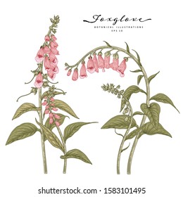 Sketch Floral Botany Collection. Foxglove flower drawings. Realistic line art on white backgrounds. Hand Drawn Botanical Illustrations. Nature Vector.