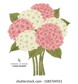 Sketch Floral Botany Collection. Hydrangea flower drawings. Realistic line art on white backgrounds. Hand Drawn Botanical Illustrations. Nature Vector.