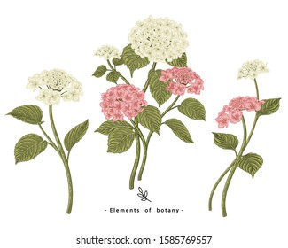 Sketch Floral Botany Collection. Hydrangea flower drawings. Realistic line art on white backgrounds. Hand Drawn Botanical Illustrations. Nature Vector.