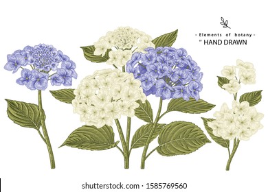 Sketch Floral Botany Collection. Hydrangea flower drawings. Realistic line art on white backgrounds. Hand Drawn Botanical Illustrations. Nature Vector.