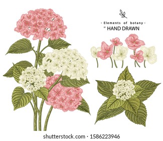 Sketch Floral Botany Collection. Hydrangea flower drawings. Realistic line art on white backgrounds. Hand Drawn Botanical Illustrations. Nature Vector.