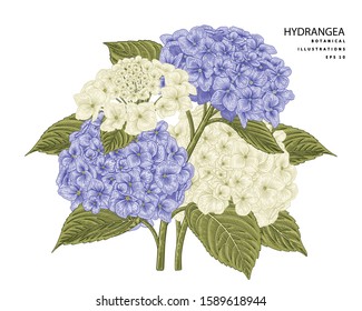 Sketch Floral Botany Collection. Hydrangea flower drawings. Realistic line art on white backgrounds. Hand Drawn Botanical Illustrations. Nature Vector.