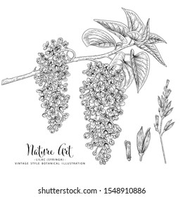 Sketch Floral Botany Collection. Lilac (Syringa vulgaris) flower drawings. Black and white with line art on white backgrounds. Hand Drawn Botanical Illustrations.Nature Vector.