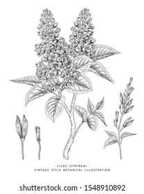 Sketch Floral Botany Collection. Lilac (Syringa Vulgaris) Flower Drawings. Black And White With Line Art On White Backgrounds. Hand Drawn Botanical Illustrations.Nature Vector.