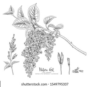 Sketch Floral Botany Collection. Lilac (Syringa Vulgaris) Flower Drawings. Black And White With Line Art On White Backgrounds. Hand Drawn Botanical Illustrations.Nature Vector.