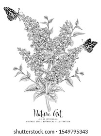 Sketch Floral Botany Collection. Lilac (Syringa vulgaris) flower drawings. Black and white with line art on white backgrounds. Hand Drawn Botanical Illustrations.Nature Vector.