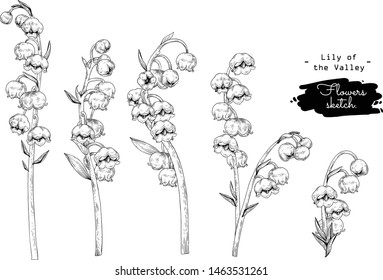 Sketch Floral Botany Collection. Lily of the valley flower drawings. Black and white with line art on white backgrounds. Hand Drawn Botanical Illustrations.Vector.