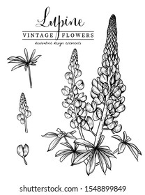 Sketch Floral Botany Collection. lupine flower (Lupinus) drawings. Black and white with line art on white backgrounds. Hand Drawn Botanical Illustrations.Nature Vector.