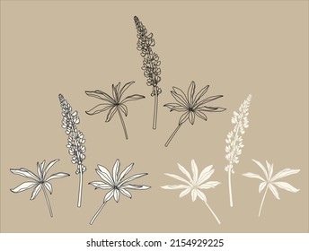 Sketch Floral Botany Collection. Lupine flower (Lupinus) drawings. Hand Drawn Botanical Illustrations.Nature Vector