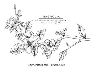 Sketch Floral Botany Collection. Magnolia flower drawings. Black and white with line art on white backgrounds. Hand Drawn Botanical Illustrations. 