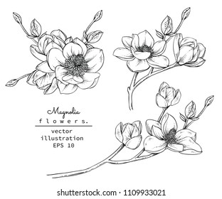 Sketch Floral Botany Collection. Magnolia flower drawings. Black and white with line art on white backgrounds. Hand Drawn Botanical Illustrations.Vector.