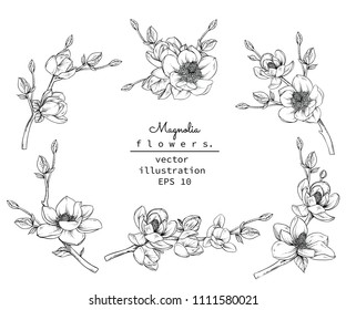 Sketch Floral Botany Collection. Magnolia flower drawings. Black and white with line art on white backgrounds. Hand Drawn Botanical Illustrations.Vector.