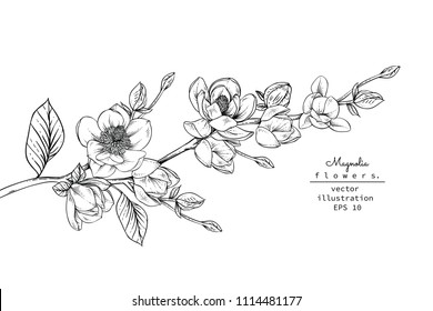 Sketch Floral Botany Collection. Magnolia Flower Drawings. Black And White With Line Art On White Backgrounds. Hand Drawn Botanical Illustrations.Vector.