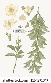 Sketch Floral Botany Collection. Magnolia Leave And Flower Drawings. Beautiful Line Art. Hand Drawn Botanical Illustrations.Vector.