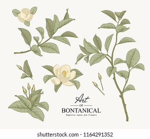 Sketch Floral Botany Collection. Magnolia leave and flower drawings. Beautiful line art. Hand Drawn Botanical Illustrations.Vector.